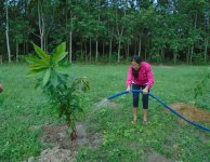 Tham quan và trồng cây