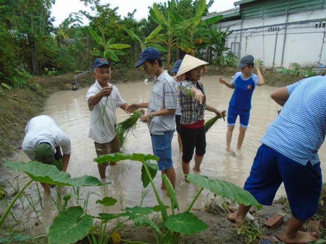 Trồng lúa